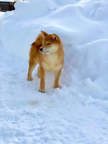 Сиба ину. Щенки