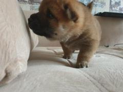 Shiba-inu puppy - Изображение 3