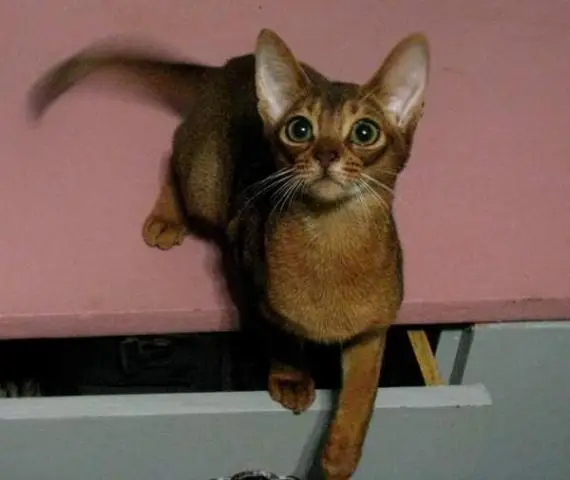 abyssinian kittens