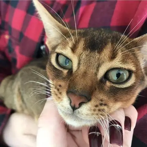 abyssinian kittens