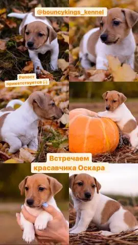 Щенки Джек Рассел терьера