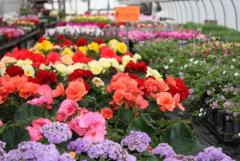 Требуются работники на выращивание цветов в  Дании