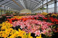 Требуются работники на выращивание цветов в  Дании - Изображение 2