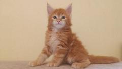 котята мейн-кун из питомника Беларусь - Изображение 1