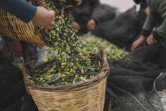 требуются рабочие на оливковые поля в Португалии
