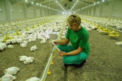 Требуются рабочие на птицефабрику в Литве