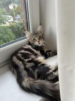 Mainecoon girl n22