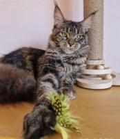 Mainecoon girl f22