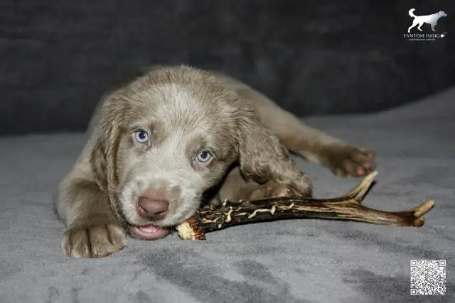 Weimaraner Puppies