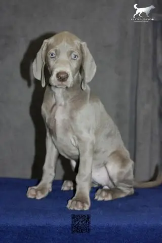 Weimaraner Puppies