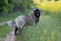 Собака, щенки кавказской овчарки - Изображение 2