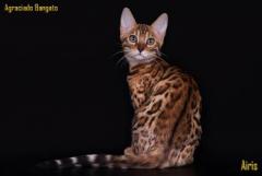 Бенгальские котята - Изображение 2