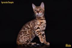 Бенгальские котята - Изображение 3