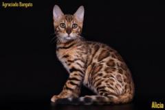 Бенгальские котята - Изображение 4